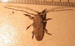 Niphona appendiculata