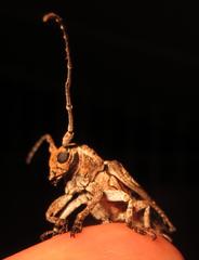 Niphona appendiculata