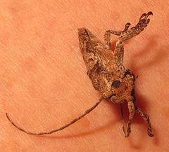 Niphona appendiculata