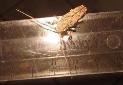 Niphona appendiculata