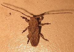 Niphona appendiculata