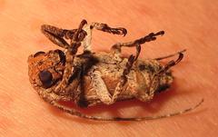 Niphona appendiculata