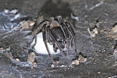 Uliodon albopunctatus