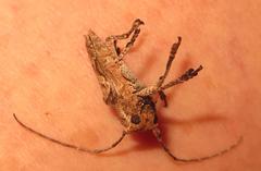 Niphona appendiculata