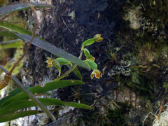 Prosthechea brachychila
