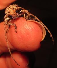 Niphona appendiculata