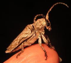 Niphona appendiculata