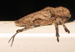 Niphona appendiculata