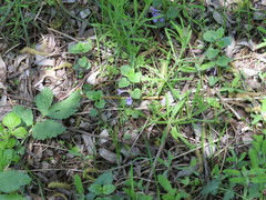 Glechoma hederacea