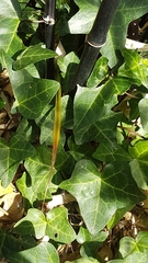 Hedera helix