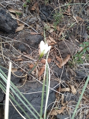 Zephyranthes concolor