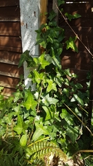 Hedera helix