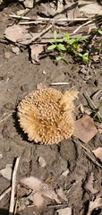 Platanaceae