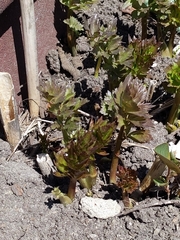 Levisticum officinale