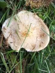 Basidiomycota