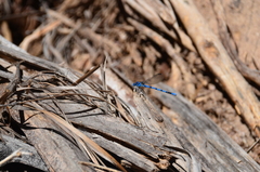 Argia tarascana