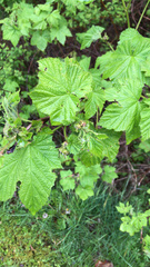 Rubus parviflorus