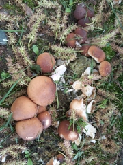 Basidiomycota