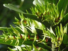 Cyrtorchis arcuata arcuata