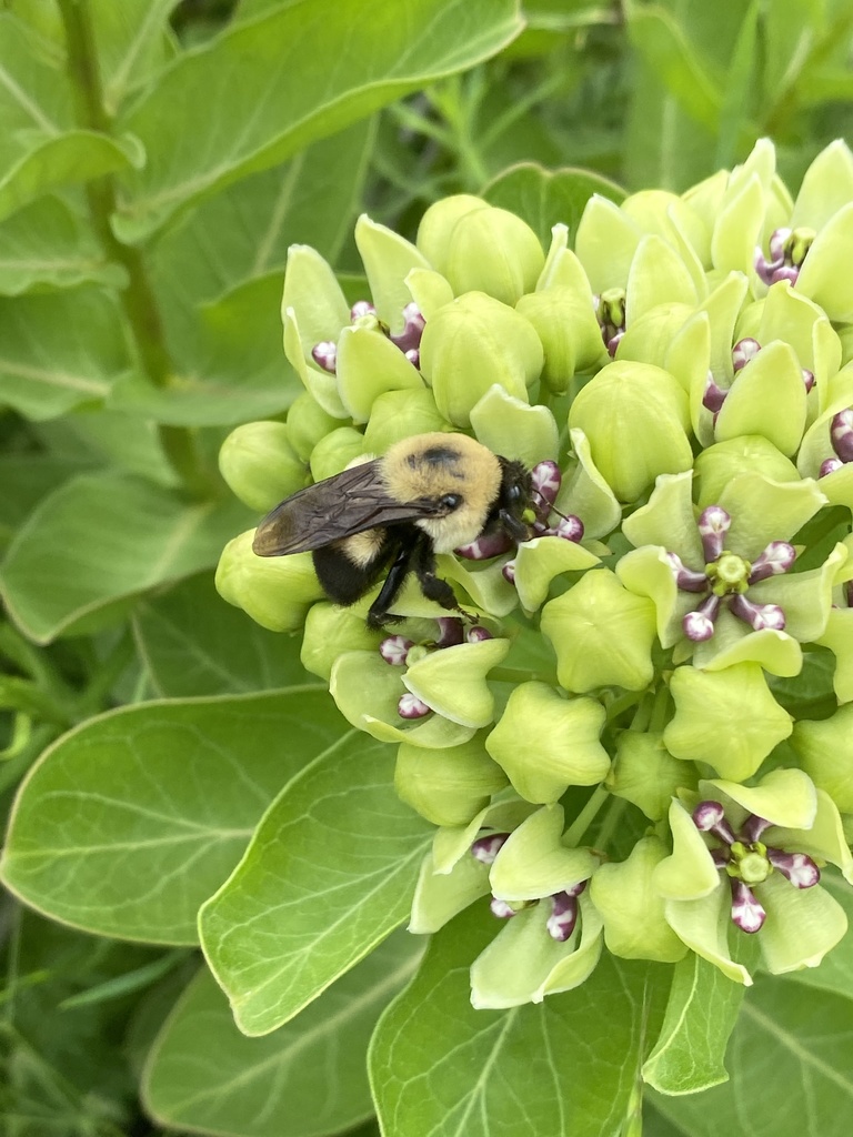 Brownbelted Bumble Bee from Holford Rd, Garland, TX, US on April 30