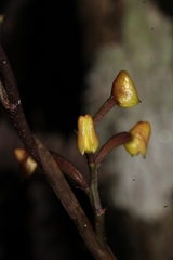 Polystachya concreta