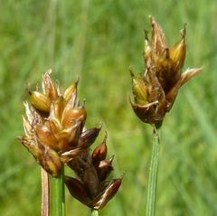 Carex chordorrhiza