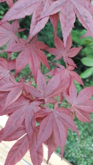 Acer palmatum