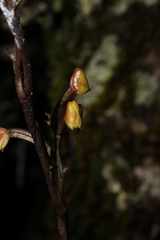 Polystachya concreta