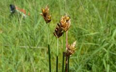 Carex chordorrhiza