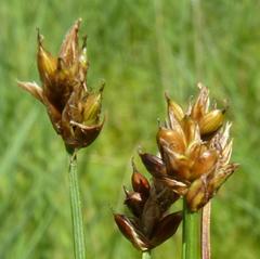 Carex chordorrhiza