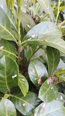 Prunus laurocerasus