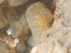 Archidistoma aggregatum
