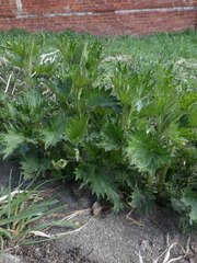Urtica dioica