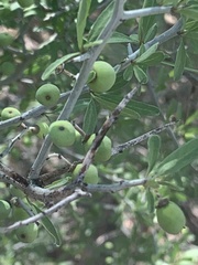 Sarcomphalus obtusifolius