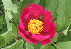 Paeonia mascula