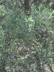 Sarcomphalus obtusifolius