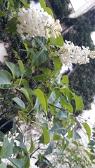 Syringa vulgaris
