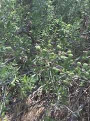 Sarcomphalus obtusifolius
