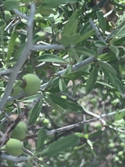 Sarcomphalus obtusifolius