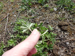 Potentilla argentea
