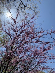 Cercis canadensis