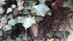 Hedera helix