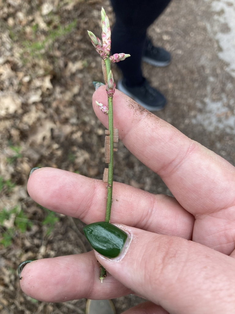 winged euonymus from Riverview Dr, Ann Arbor, MI, US on April 30, 2022