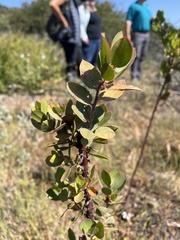 Arctostaphylos catalinae