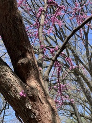 Cercis canadensis