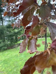 Fagus sylvatica
