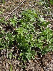 Potentilla argentea