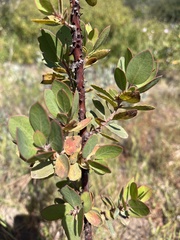 Arctostaphylos catalinae