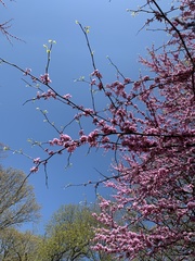 Cercis canadensis