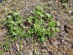 Potentilla argentea